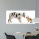 Blue Merle Australian Shepherd puppy face to face with rabbit Wall Decal