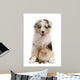 Blue Merle Australian Shepherd puppy playing with rabbit Wall Decal
