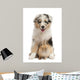 Blue Merle Australian Shepherd puppy playing with rabbit Wall Decal