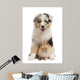 Blue Merle Australian Shepherd puppy playing with rabbit Wall Decal