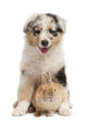 Blue Merle Australian Shepherd puppy playing with rabbit Wall Decal