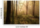 Spring woods at dawn Wall Mural