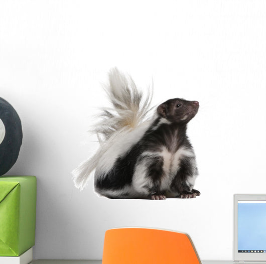 Striped Skunk Mephitis Mephitis Wall Decal