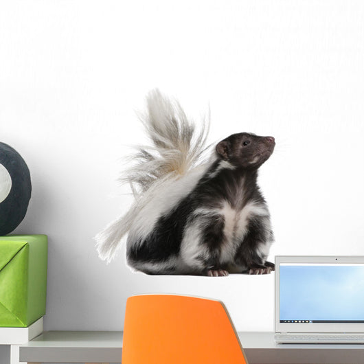 Striped Skunk Mephitis Mephitis Wall Decal