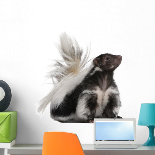 Striped Skunk Mephitis Mephitis Wall Decal