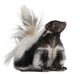 Striped Skunk Mephitis Mephitis Wall Decal