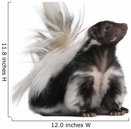 Striped Skunk Mephitis Mephitis Wall Decal