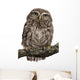 Young Owl Perching Branch Wall Decal Design 1