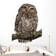 Young Owl Perching Branch Wall Decal Design 1