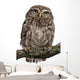 Young Owl Perching Branch Wall Decal Design 1