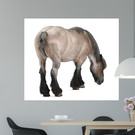 Belgian horse, Belgian Heavy Horse, Brabancon, draft horse Wall Decal