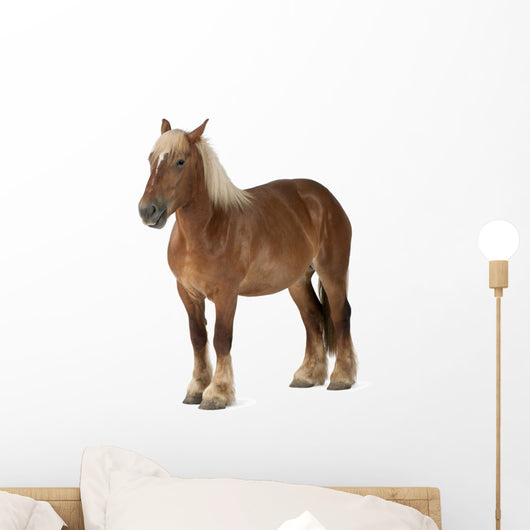 Belgian Horse Wall Decal