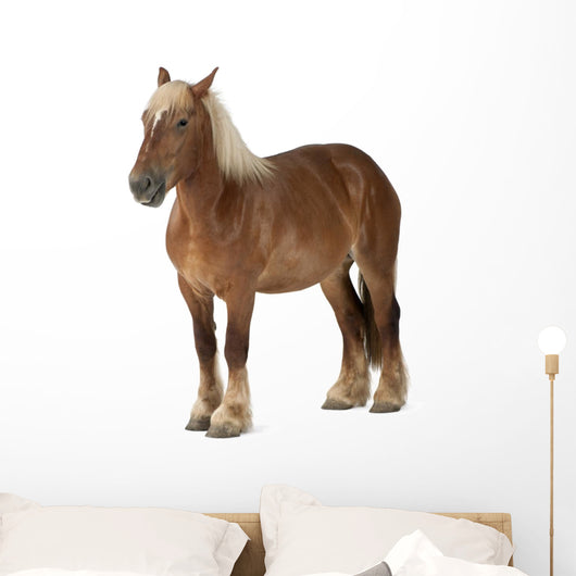 Belgian Horse Wall Decal