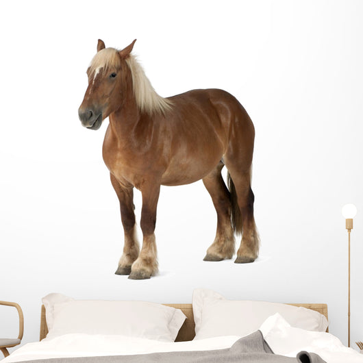 Belgian Horse Wall Decal