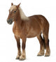 Belgian Horse Wall Decal