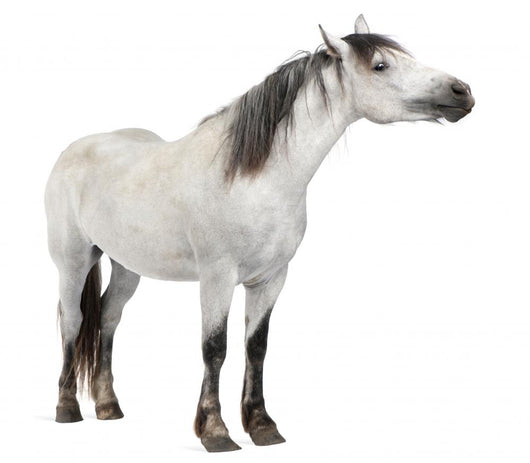 Horse 2 Years Old