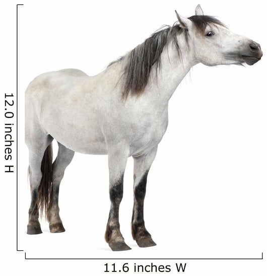 Horse 2 Years Old
