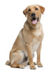 Golden Labrador Retriever Wall Decal