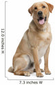 Golden Labrador Retriever Wall Decal