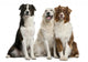 Three Mixed-Breed Dogs Wall Decal