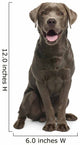 Brown Labrador retriever Wall Decal