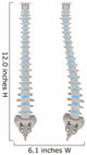 Two Spinal Columns Wall Stickers