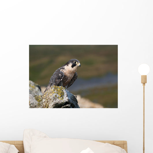 Peregrine Falcon on rock Wall Mural