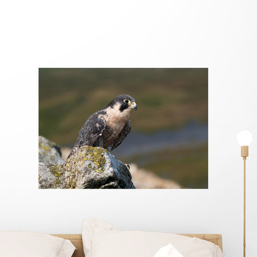 Peregrine Falcon on rock Wall Mural