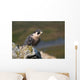 Peregrine Falcon on rock Wall Mural