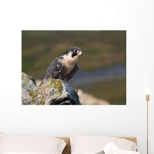 Peregrine Falcon on rock Wall Mural