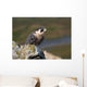 Peregrine Falcon on rock Wall Mural