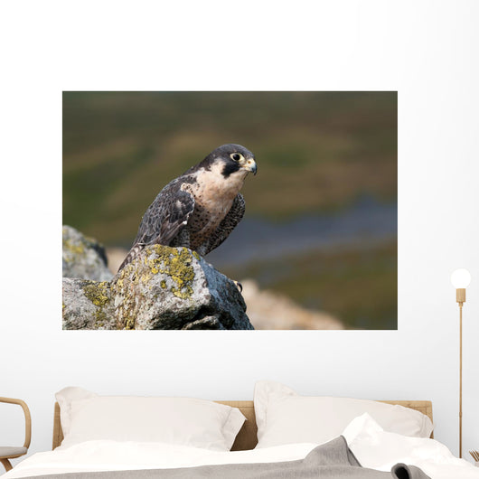 Peregrine Falcon on rock Wall Mural