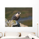 Peregrine Falcon on rock Wall Mural