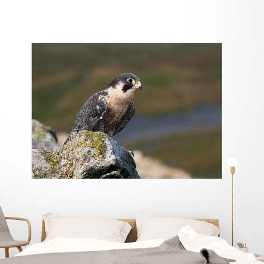 Peregrine Falcon on rock Wall Mural