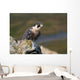 Peregrine Falcon on rock Wall Mural