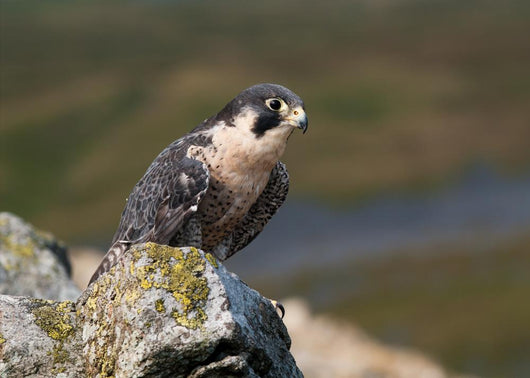 Peregrine Falcon on rock Wall Mural