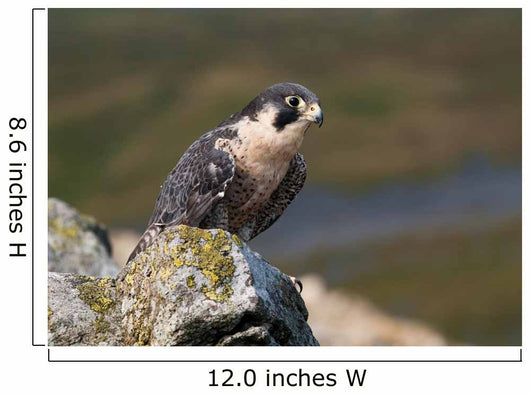 Peregrine Falcon on rock Wall Mural