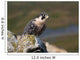Peregrine Falcon on rock Wall Mural