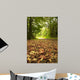 Beautiful Autumn Forest Scene