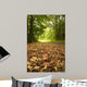 Beautiful Autumn Forest Scene