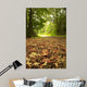 Beautiful Autumn Forest Scene