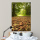 Beautiful Autumn Forest Scene