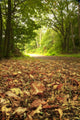 Beautiful Autumn Forest Scene