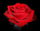 Roses of Red Wall Mural