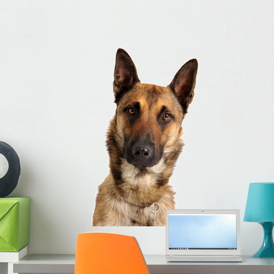 Berger Belge Malinois Wall Decal shown on a wall