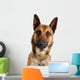 berger belge malinois Wall Decal