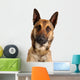 berger belge malinois Wall Decal