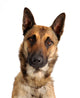 berger belge malinois Wall Decal