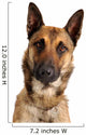 berger belge malinois Wall Decal