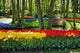 Beautiful Sunny Morning Keukenhof Wall Mural